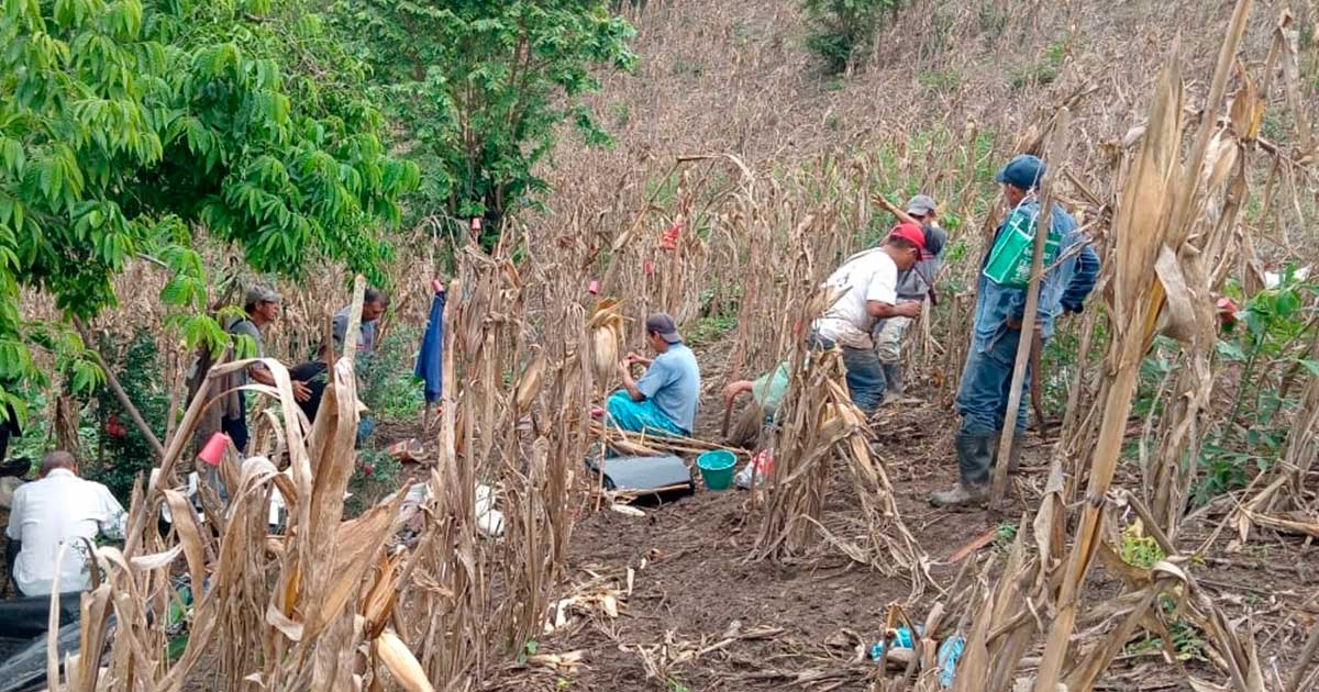 ABANDONAN SUS TIERRAS