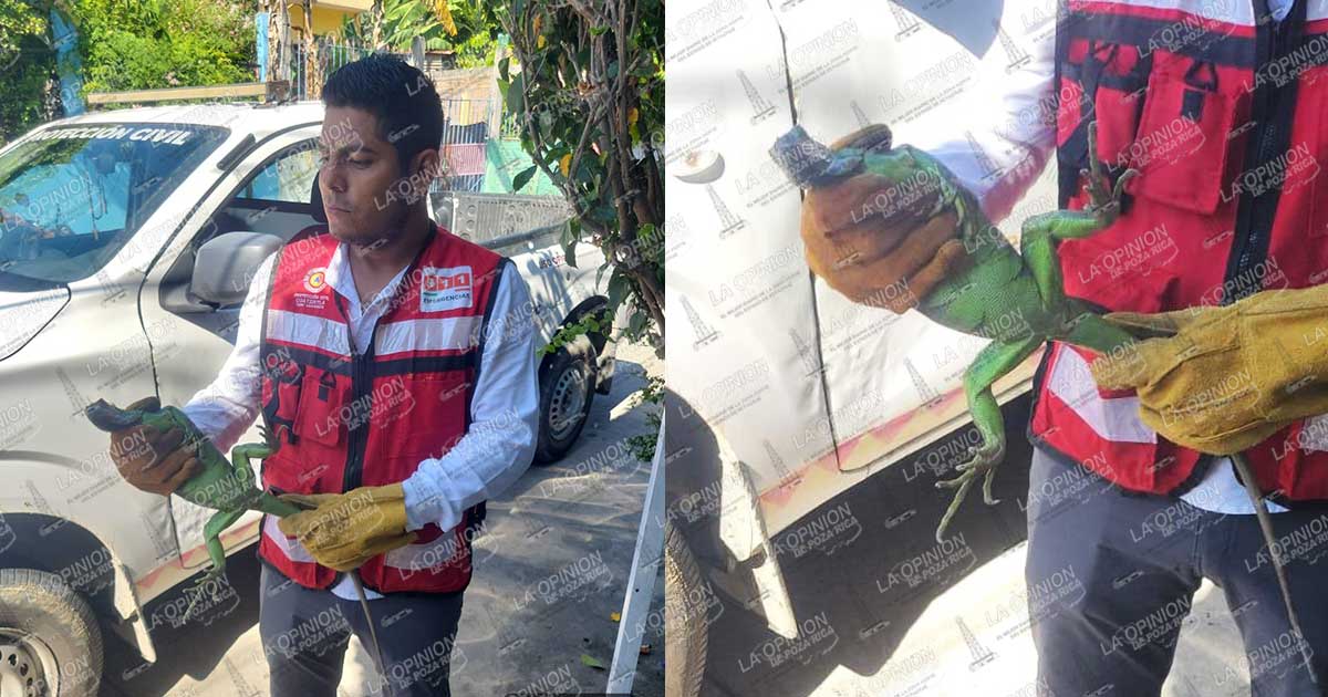Iguana causa pánico en vivienda Iguana causa pánico en vivienda