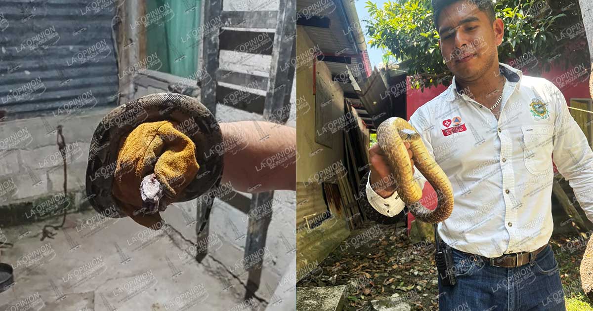 Pánico por presencia de víbora Pánico por presencia de víbora