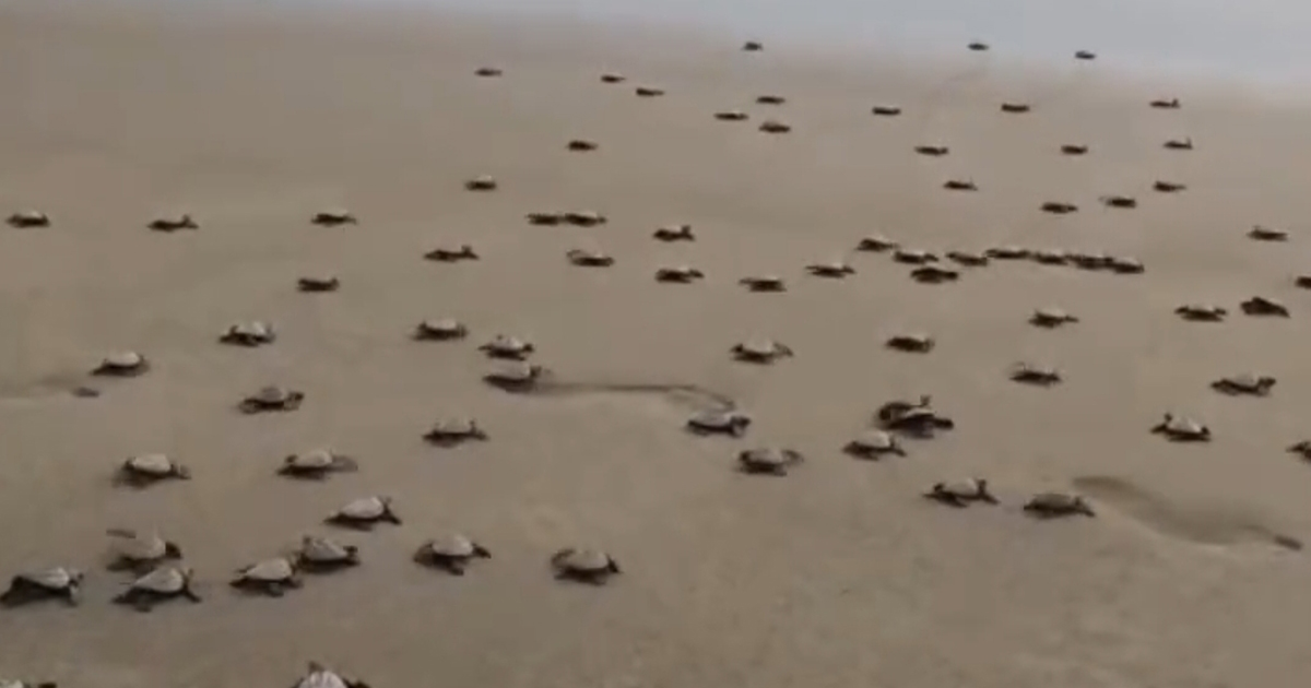 Nacen 421 tortuguitas en playas de Tecolutla; invitan a la población a presenciar liberaciones Nacen 421 tortuguitas en playas de Tecolutla; invitan a la población a presenciar liberaciones
