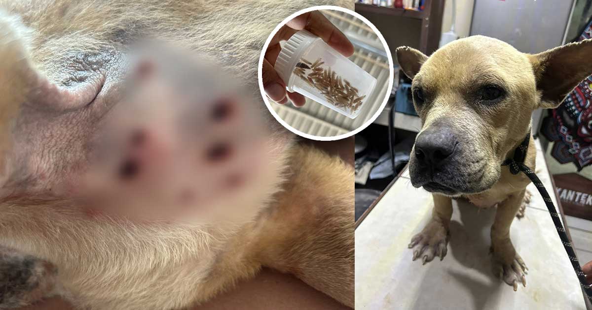 Investigan posible caso de gusano barrenador en perro