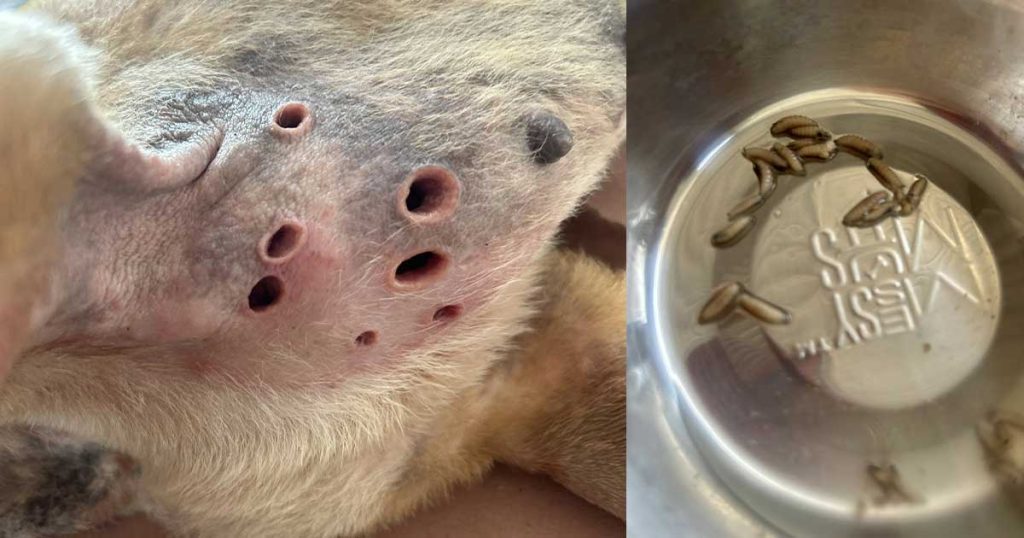 Investigan posible caso de gusano barrenador en perro