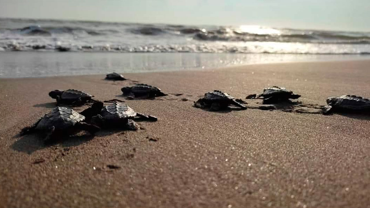Nacen las primeras tortugas marinas de la temporada 2026 en Tecolutla Nacen las primeras tortugas marinas de la temporada 2026 en Tecolutla