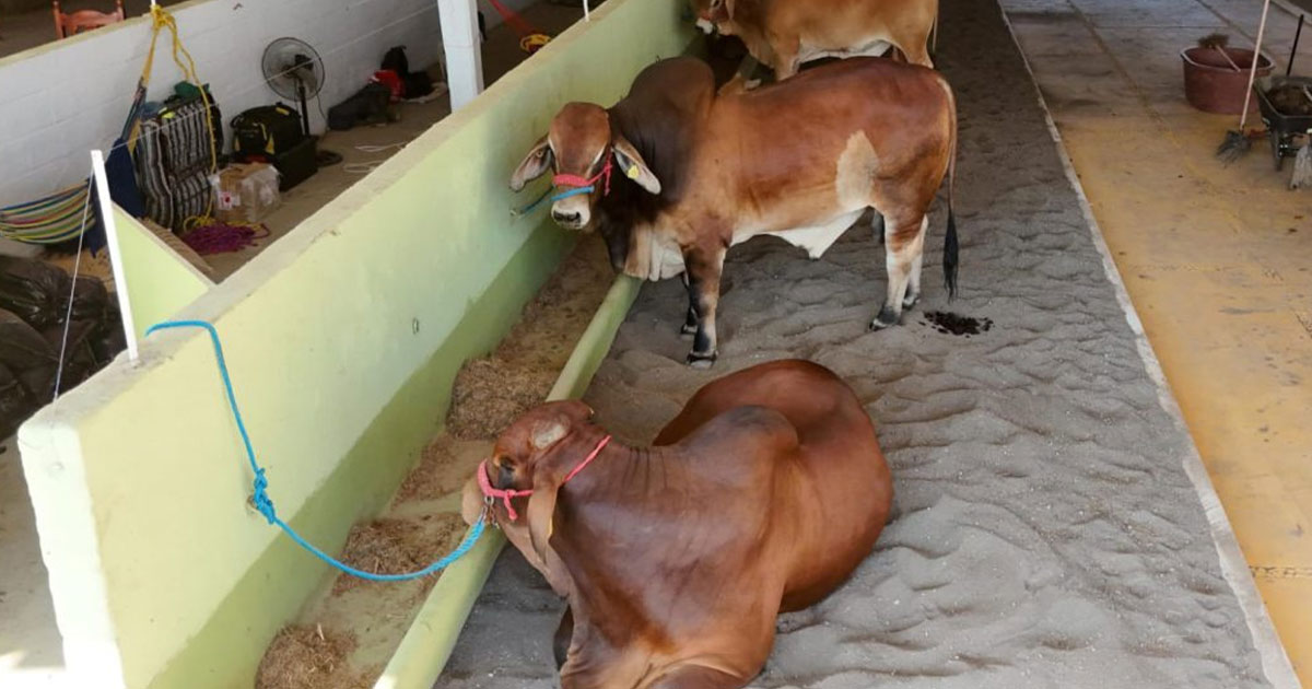 Apoyo en compra de sementales, inseminación y mayor producción lechera para Veracruz Apoyo en compra de sementales, inseminación y mayor producción lechera para Veracruz