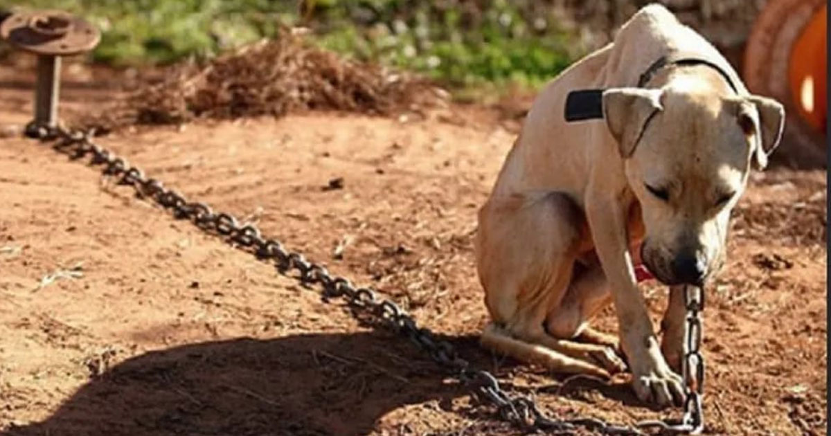 Llaman a proteger a las mascotas ante intensa ola de calor Llaman a proteger a las mascotas ante intensa ola de calor