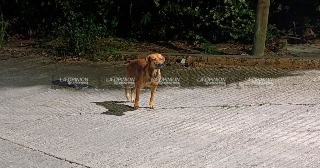 ¡Perro del terror siembra el miedo en la Agustín Lara!