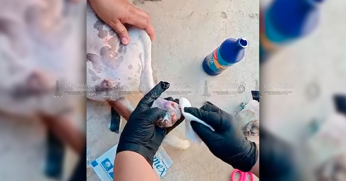 Protectores alertan por 4 casos de gusano barrenador en perros