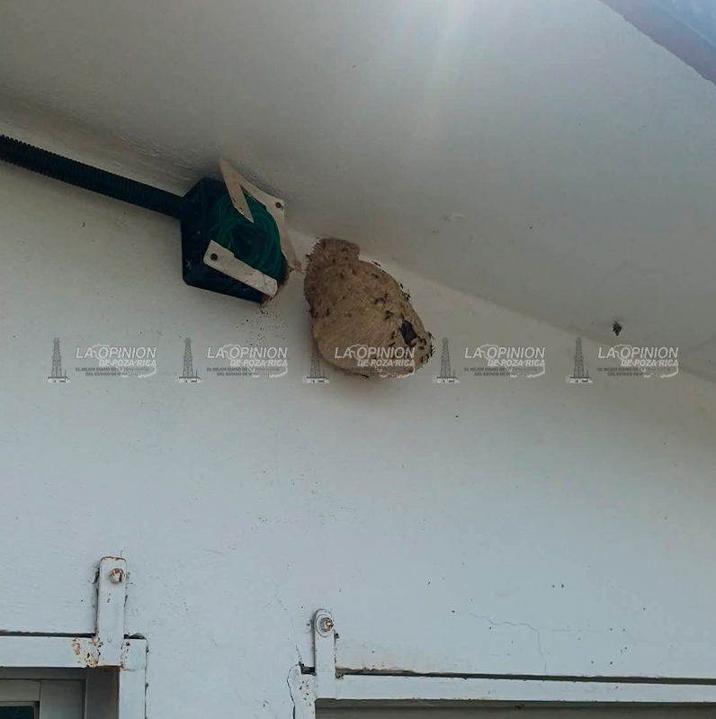 Retiran enjambres de avispas en primaria de El Vizcaíno