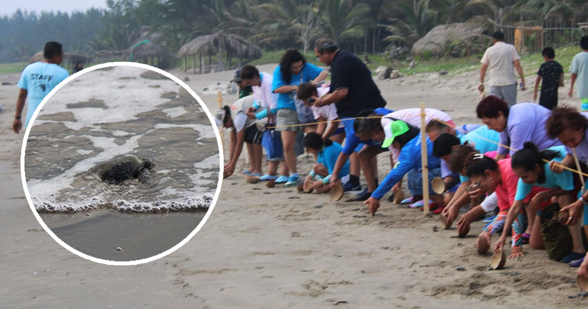 Invitan a familias a participar en liberación de tortugas marinas en Tecolutla Invitan a familias a participar en liberación de tortugas marinas en Tecolutla