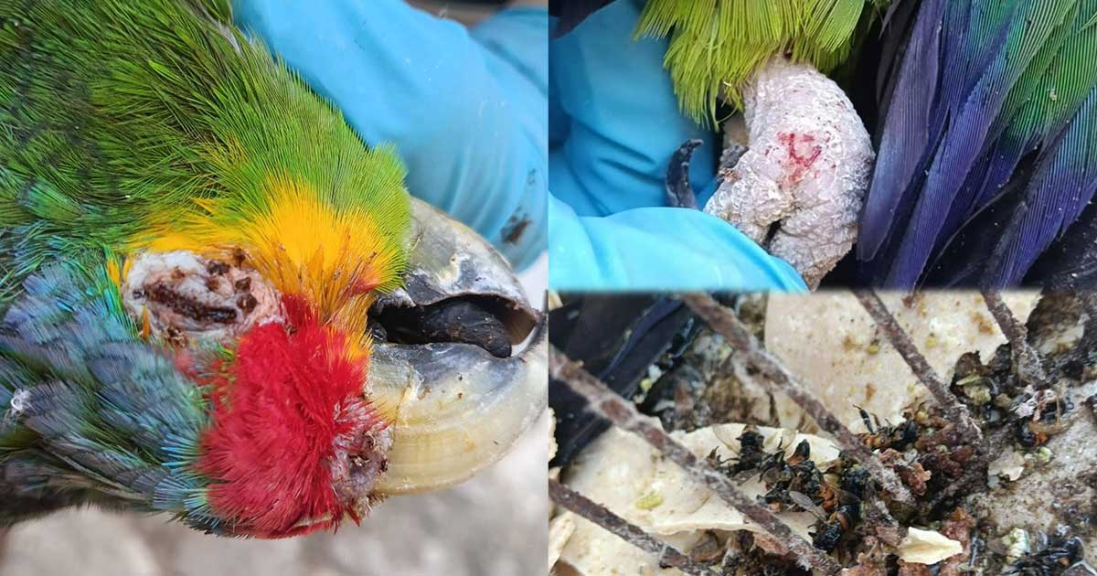 Reportan ataque de abejas en Cazones; evidencian presunto maltrato animal tras muerte de cotorro Reportan ataque de abejas en Cazones; evidencian presunto maltrato animal tras muerte de cotorro