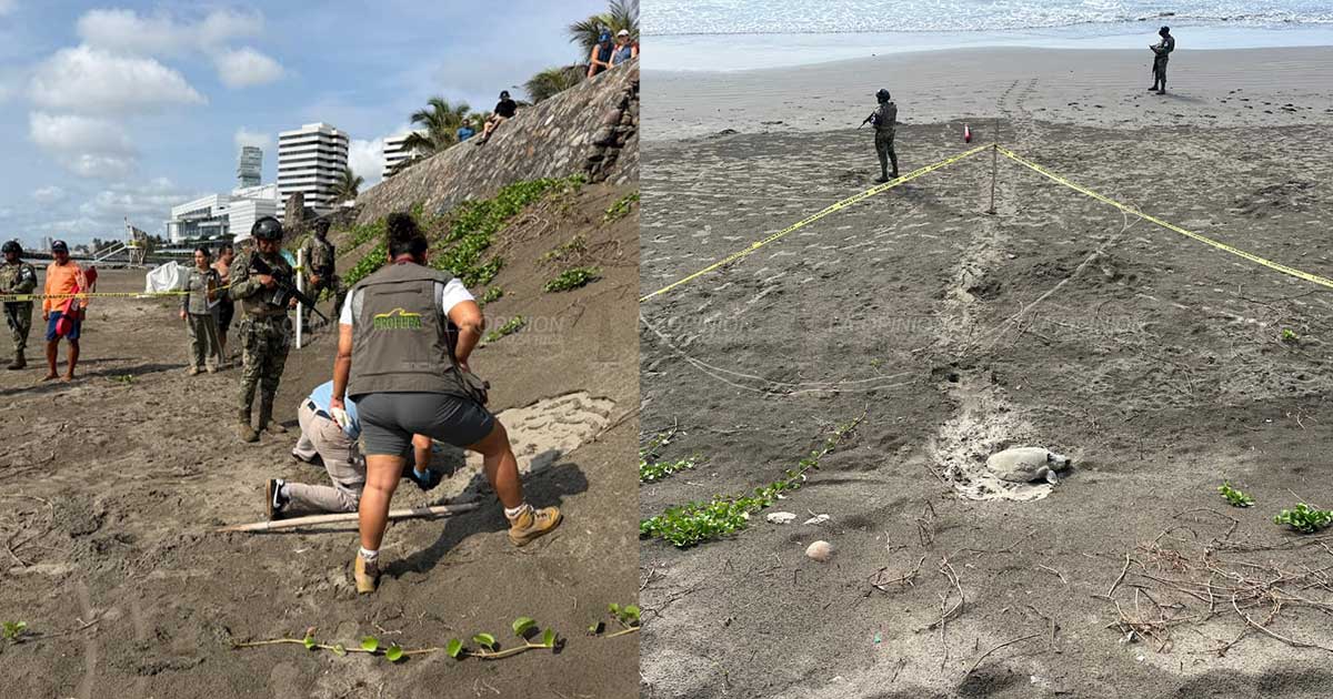 Resguardan 96 huevos de tortuga Lora en playa