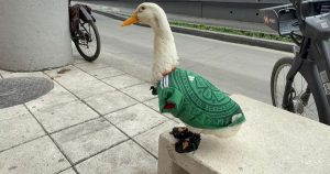 Se adelantan al registro de marca del Pato Merlín ante el IMPI