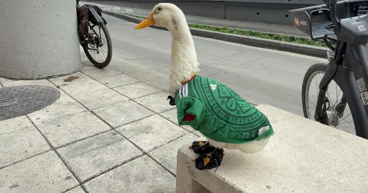 Se adelantan al registro de marca del Pato Merlín ante el IMPI Se adelantan al registro de marca del Pato Merlín ante el IMPI