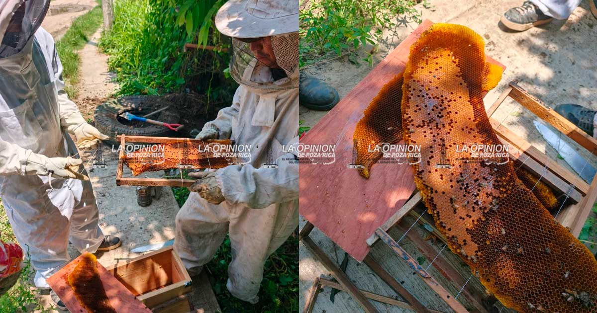 PC reubica colmena de abejas en Limón Chico PC reubica colmena de abejas en Limón Chico