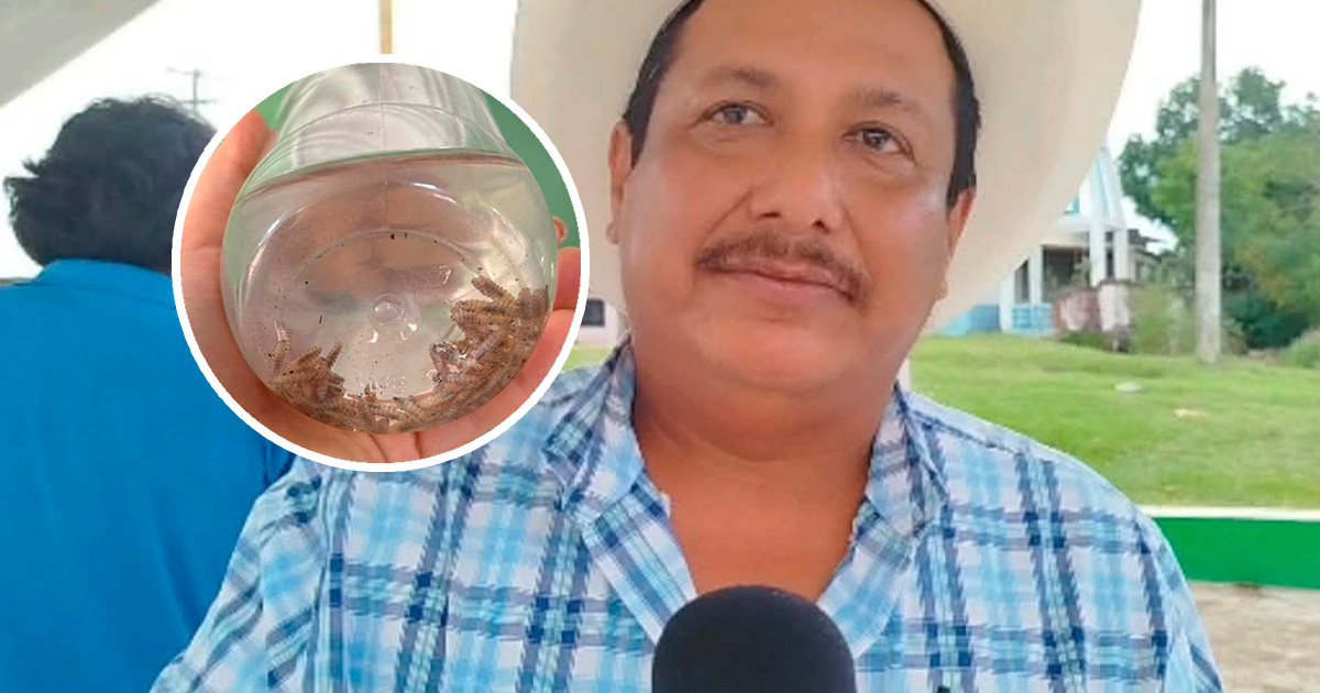 Controlado el gusano barrenador en el ganado de Tecolutla Controlado el gusano barrenador en el ganado de Tecolutla