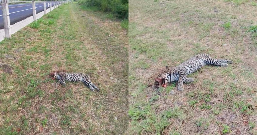 Ocelote es localizado sin vida en El Palmar; investigan posible atropellamiento Ocelote es localizado sin vida en El Palmar; investigan posible atropellamiento