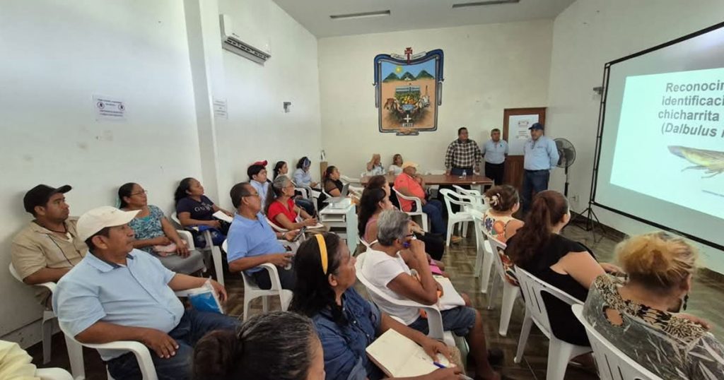 Reciben agentes y subagentes capacitación sobre la plaga de la chicharrita del maíz en Gutiérrez Zamora Reciben agentes y subagentes capacitación sobre la plaga de la chicharrita del maíz en Gutiérrez Zamora