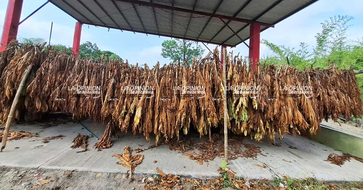 El tabaco vuelve a los campos agrícolas El tabaco vuelve a los campos agrícolas