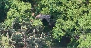 Tras horas de búsqueda ubican a tigre de Bengala que escapó en Tepetlaoxtoc