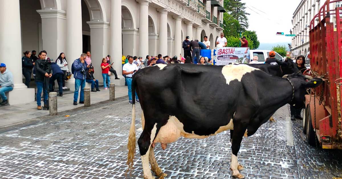 Con vacas y reparto de leche, ganaderos protestan frente al Palacio de Gobierno en Xalapa Con vacas y reparto de leche, ganaderos protestan frente al Palacio de Gobierno en Xalapa