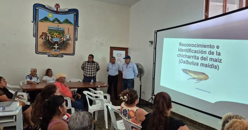 Reciben agentes y subagentes capacitación sobre la plaga de la chicharrita del maíz en Gutiérrez Zamora Reciben agentes y subagentes capacitación sobre la plaga de la chicharrita del maíz en Gutiérrez Zamora