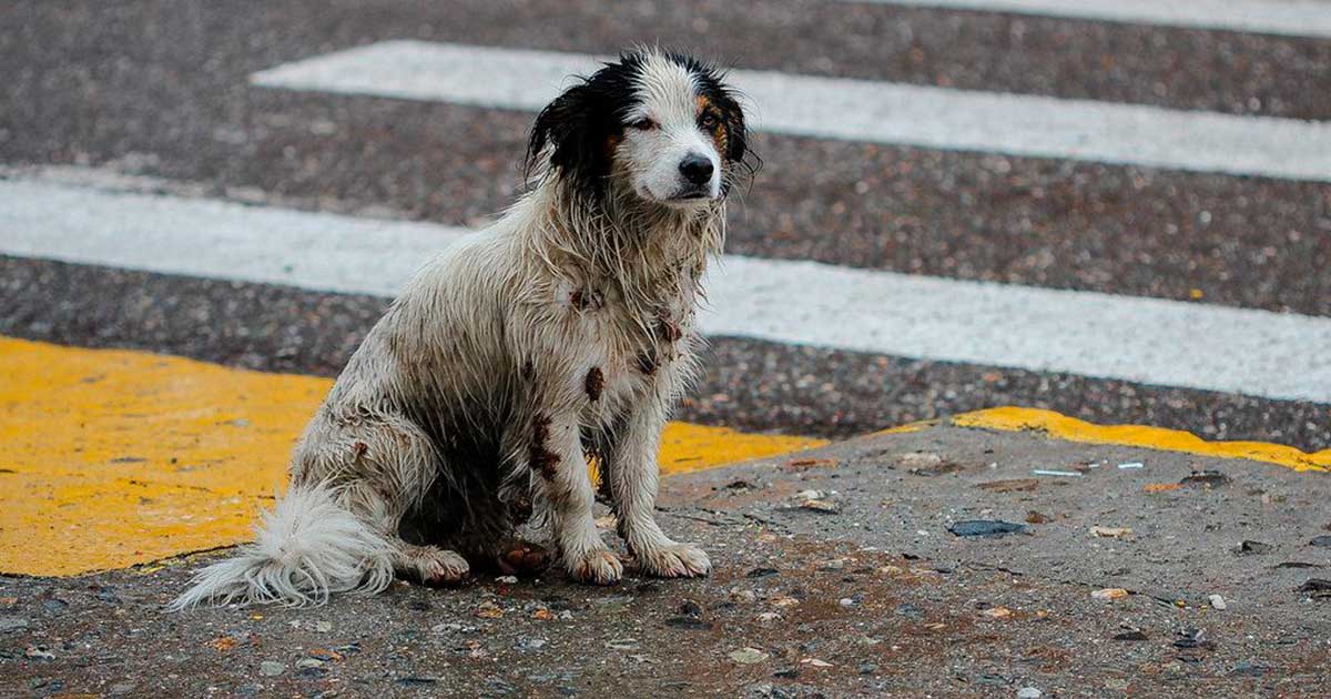 Exhortan a proteger a las mascotas esta temporada de lluvias