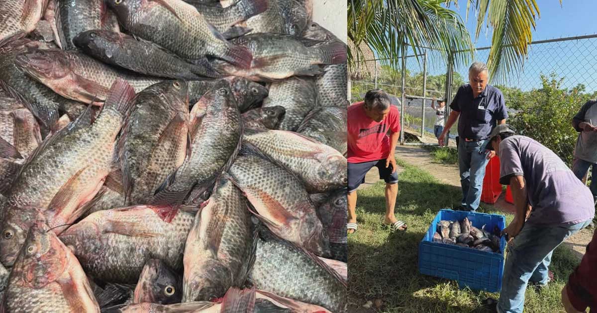 Emprendedores de Paso Real cosechan éxito con producción de mojarra tilapia