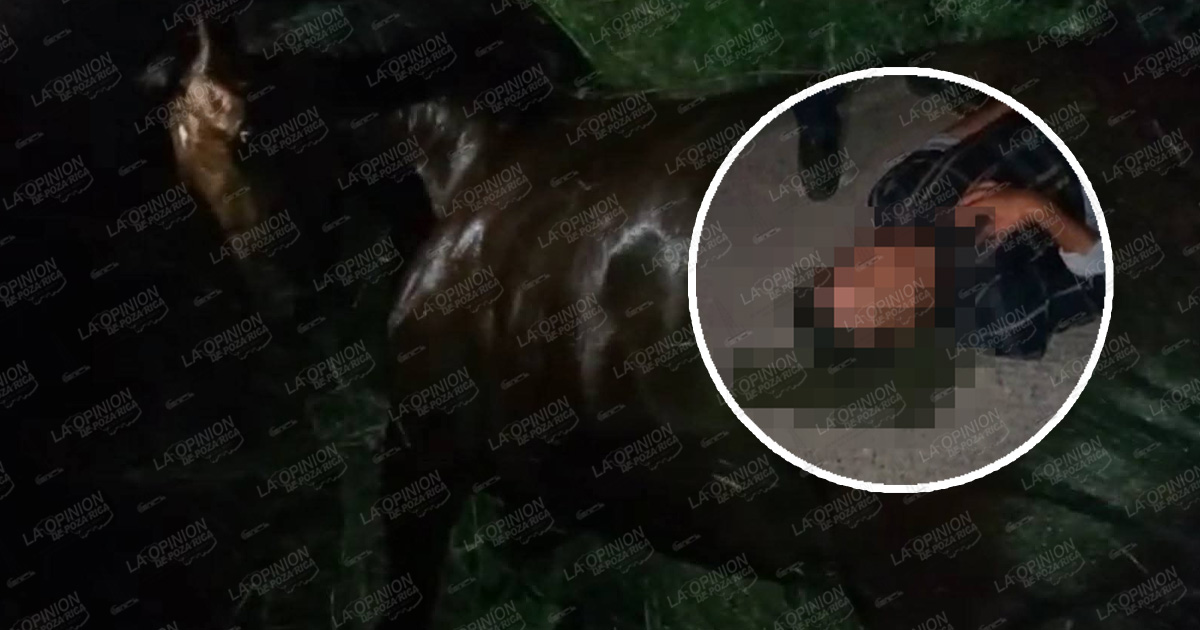 Jinete es arrollado junto con su caballo Jinete es arrollado junto con su caballo