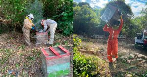 Cae 30% producción de miel de abeja en la ZN