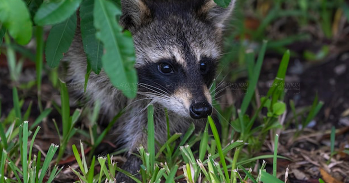 Fauna silvestre en peligro de extinción por caza y comercio