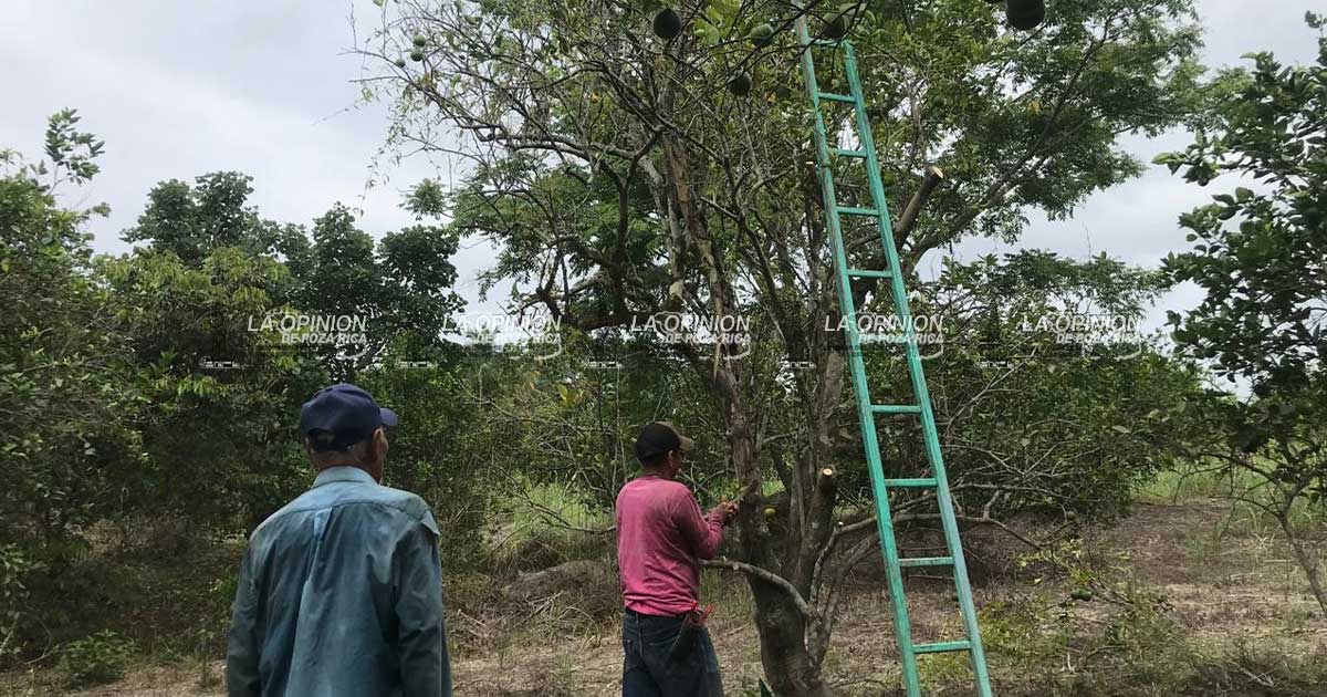 Difícil panorama: HLB y huertas envejecidas