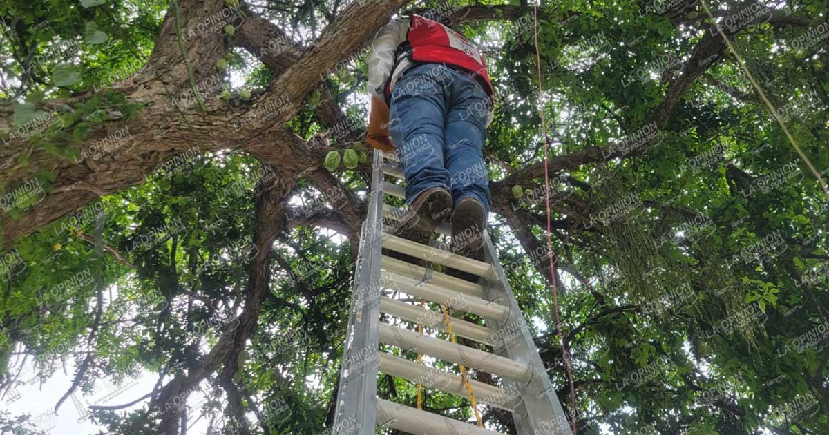 Gatito en árbol moviliza a PC