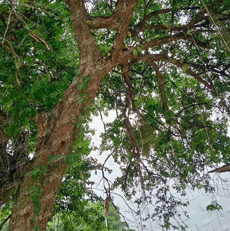 Gatito en árbol moviliza a PC
