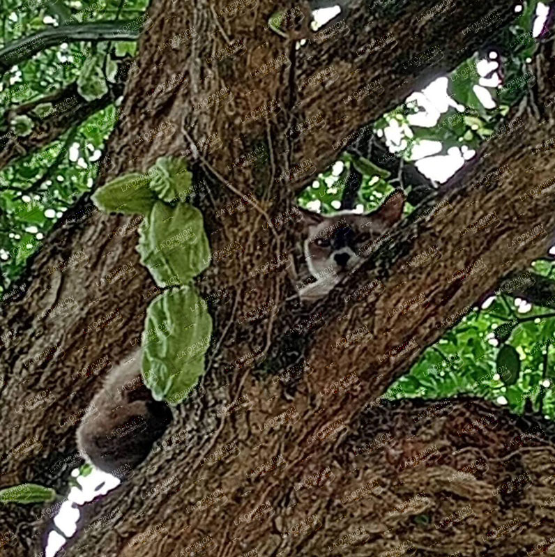 Gatito en árbol moviliza a PC