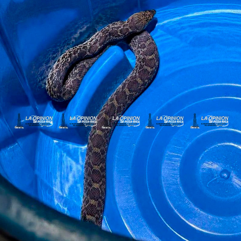 Protección Civil captura serpiente en Centro de Salud
