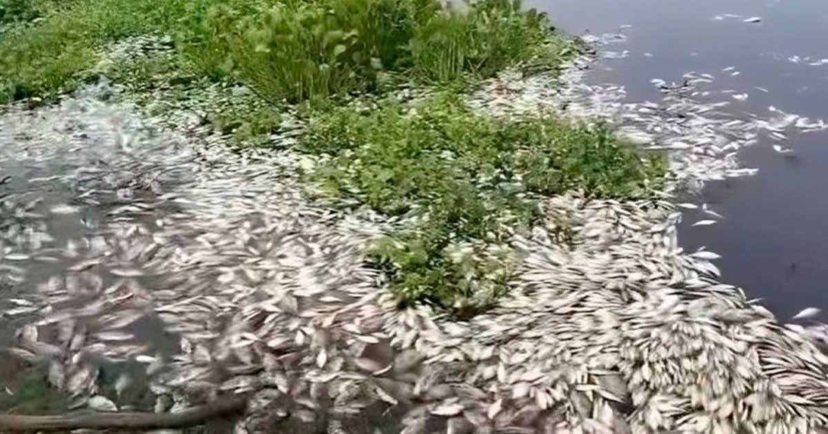 SE MUEREN PECES EN EL PAPALOAPAN