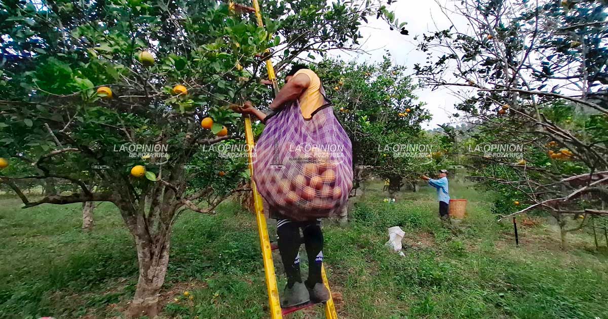 Álamo lidera en cítricos, pese a plagas y sequías