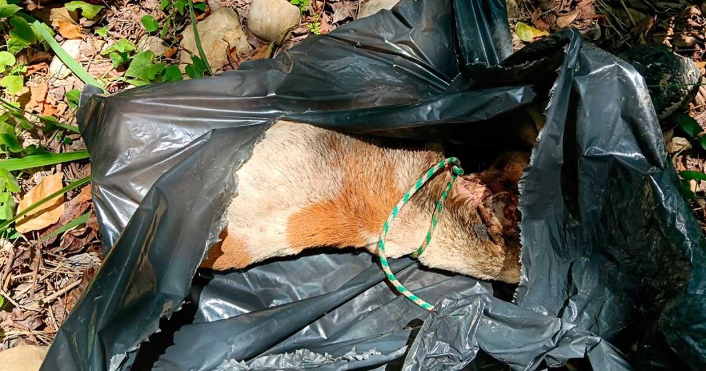 DENUNCIAN PRESUNTO MALTRATO ANIMAL