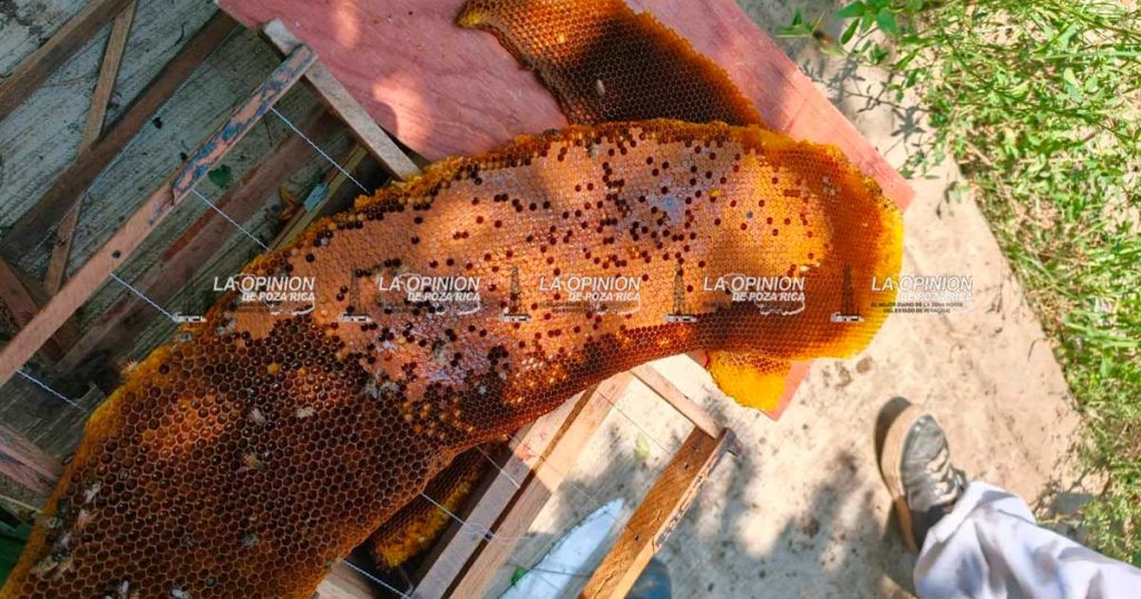 PC reubica colmena de abejas en Limón Chico PC reubica colmena de abejas en Limón Chico