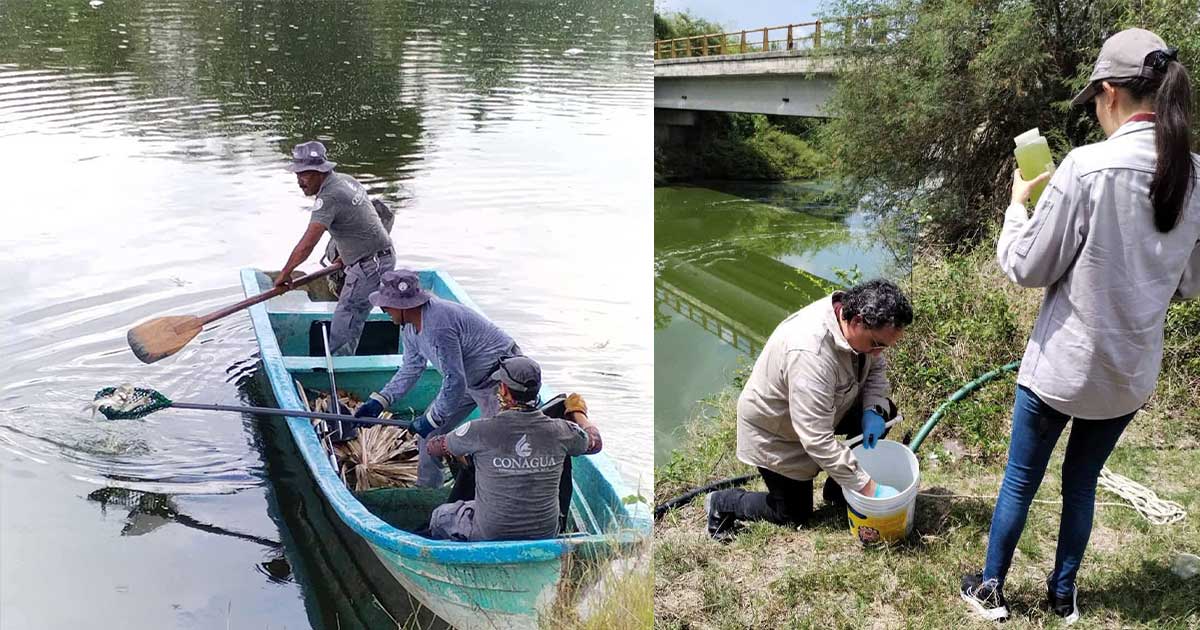 Investigan mortandad de peces en Ozuluama Investigan mortandad de peces en Ozuluama