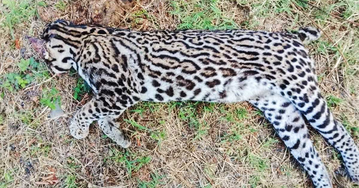 Ocelote es localizado sin vida en El Palmar; investigan posible atropellamiento Ocelote es localizado sin vida en El Palmar; investigan posible atropellamiento