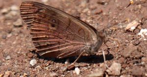Migración de la mariposa Eunica monima se hace presente en Poza Rica