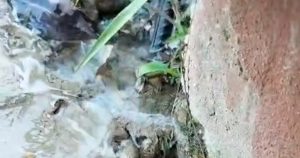 Reportan fuga de agua en la colonia Agustín Lara