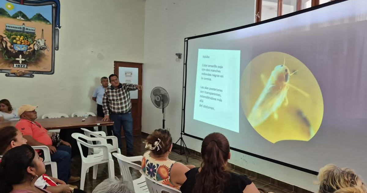 Reciben agentes y subagentes capacitación sobre la plaga de la chicharrita del maíz en Gutiérrez Zamora Reciben agentes y subagentes capacitación sobre la plaga de la chicharrita del maíz en Gutiérrez Zamora