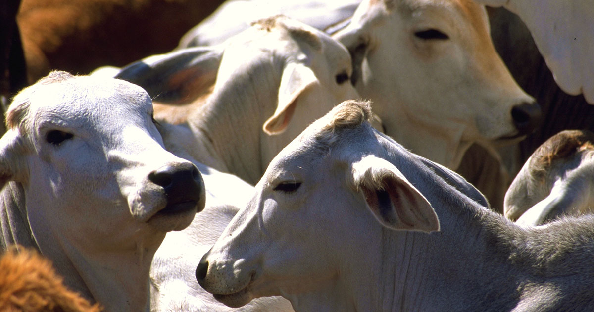 Detectan gusano barrenador en Estados Unidos y México detiene ingreso de animales vivos Detectan gusano barrenador en Estados Unidos y México detiene ingreso de animales vivos