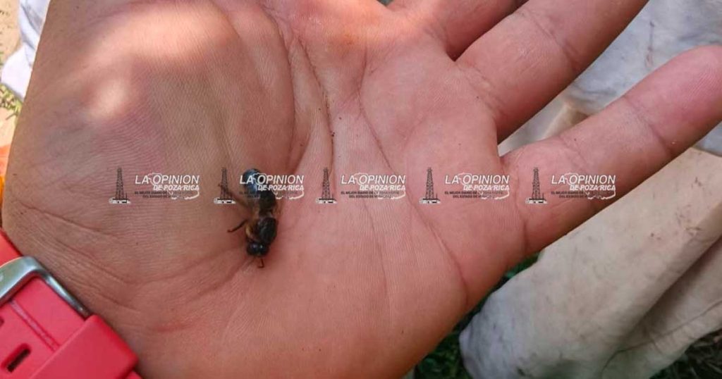 PC reubica colmena de abejas en Limón Chico PC reubica colmena de abejas en Limón Chico
