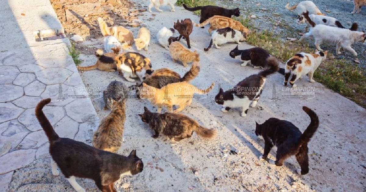 Convocan a campaña gratuita de esterilización para gatos en Poza Rica