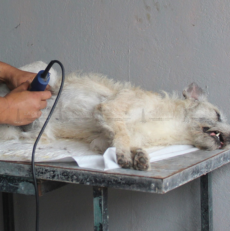 Piden impulsar jornadas de esterilización masiva de animales