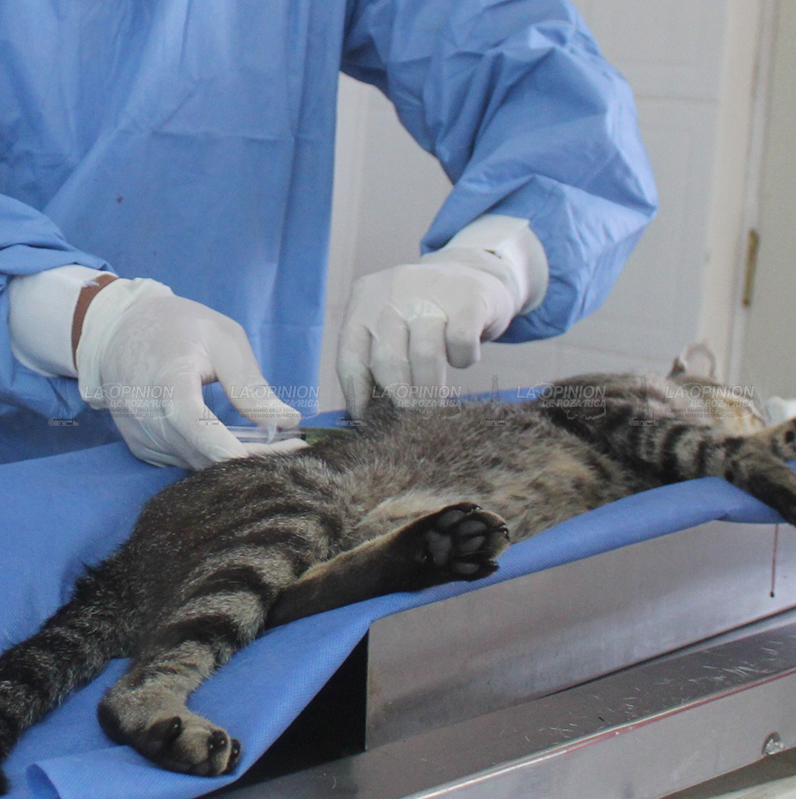 Piden impulsar jornadas de esterilización masiva de animales