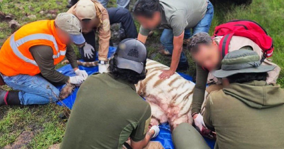 Muere tigre de Bengala tras operativo de rescate en Estado de México Muere tigre de Bengala tras operativo de rescate en Estado de México